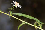 White panicle aster